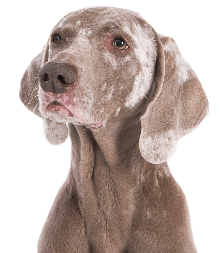 Close-up of a gray Weimaraner dog looking to the side.