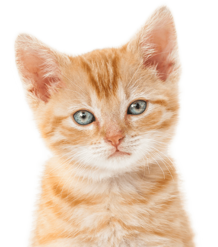 Close-up of an orange tabby kitten with striking blue eyes.