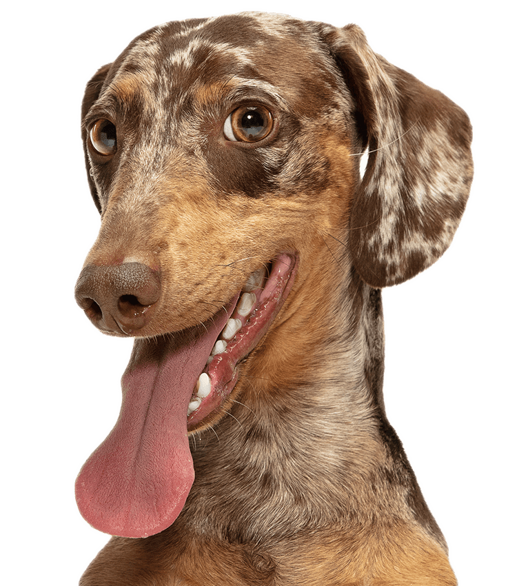 Close-up of a dappled dachshund with tongue out, looking to the side.