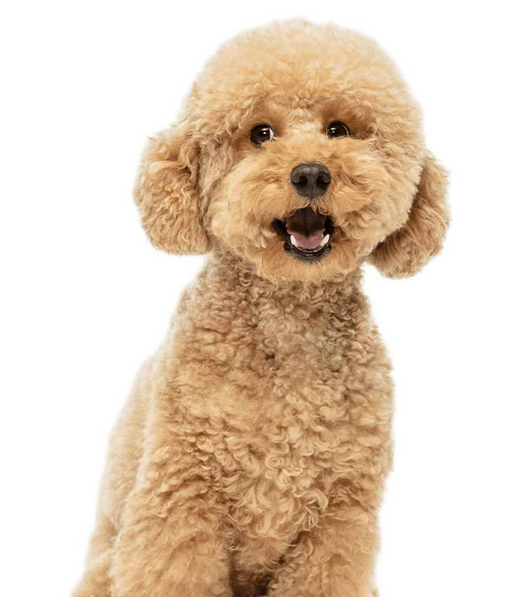 Smiling tan poodle with curly fur looking directly forward.