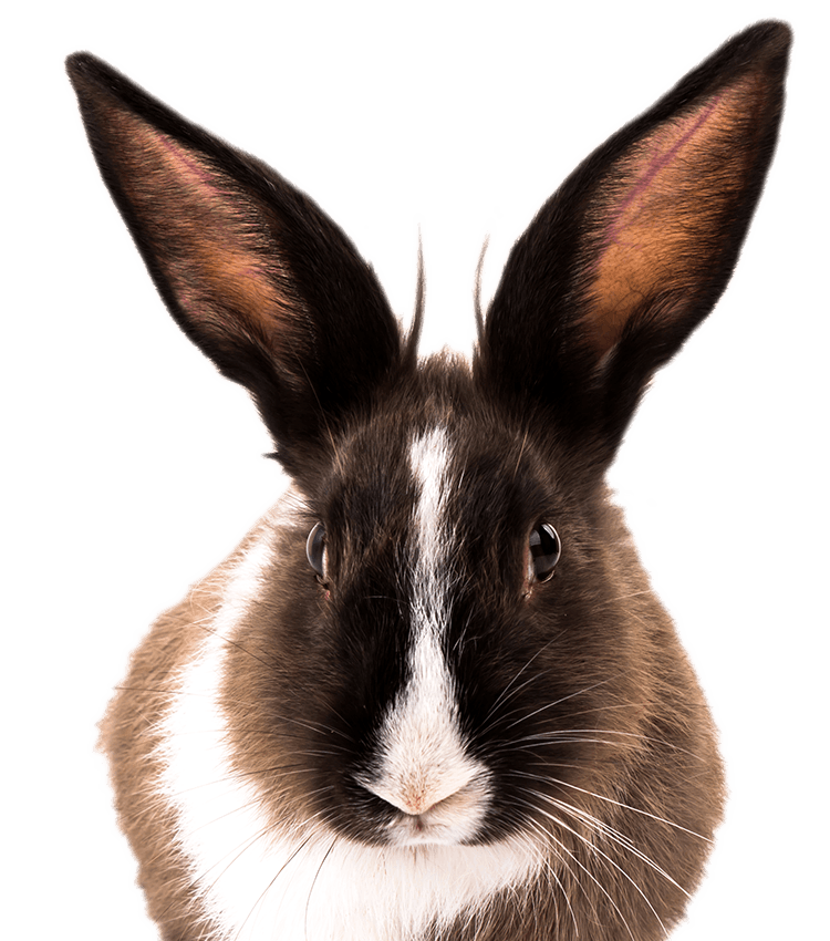 Portrait of a brown and white rabbit looking forward.