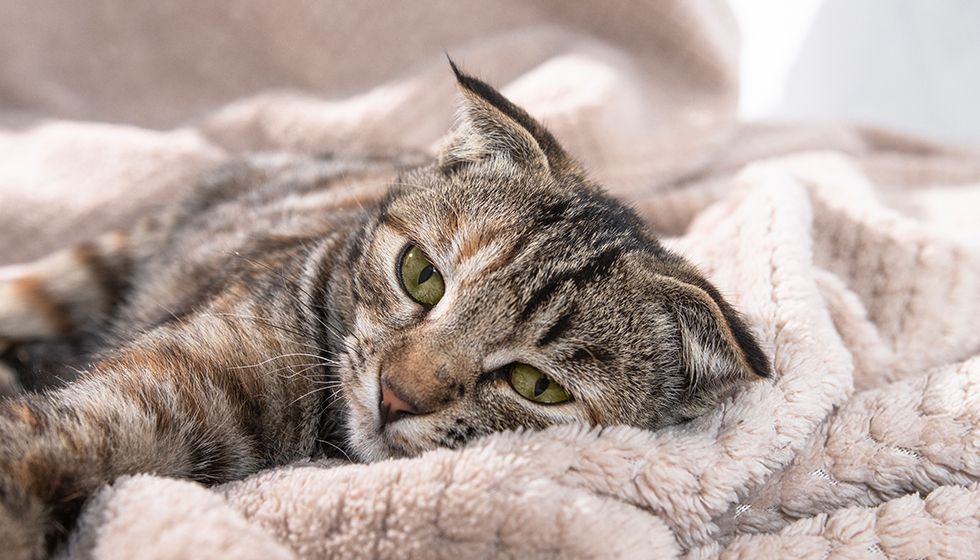 Tabby cat relaxing on a plush beige blanket.
