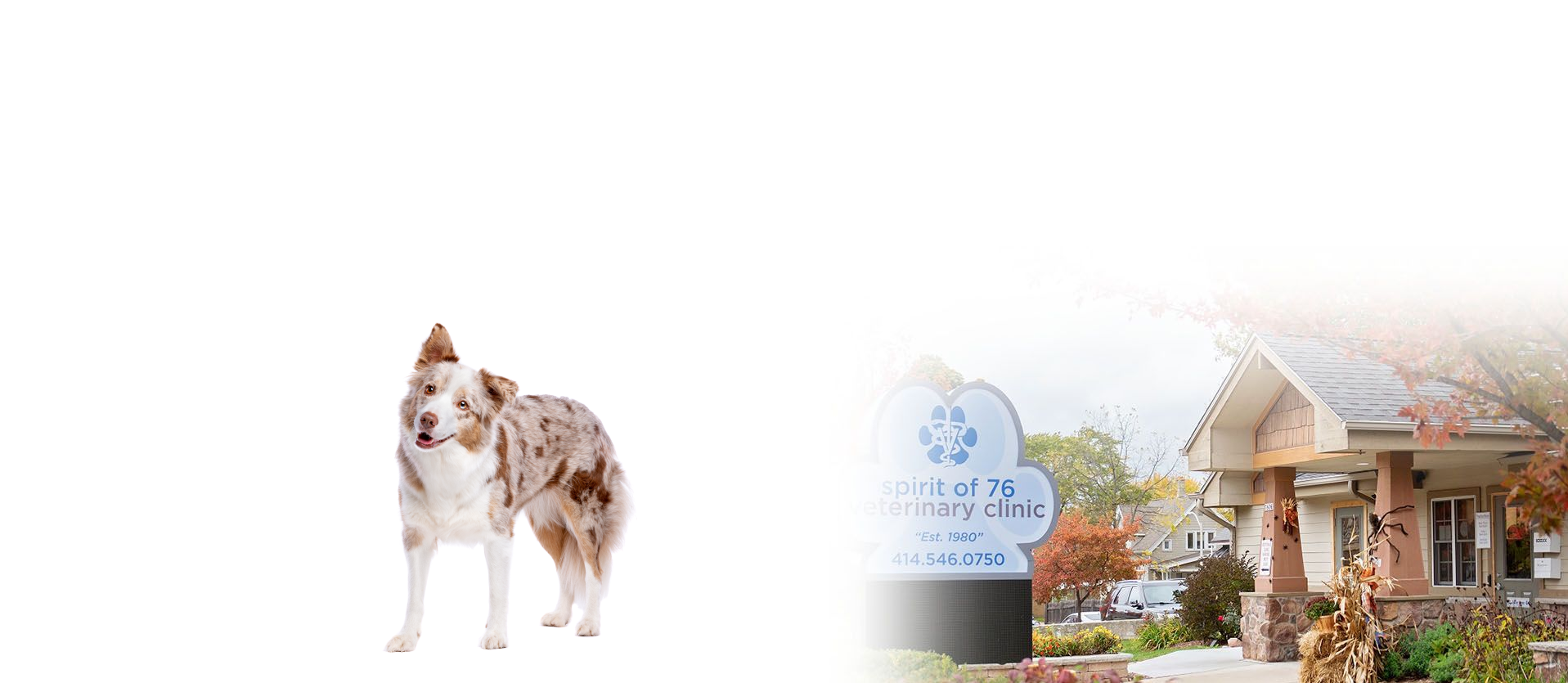 Brown and white dog in front of a veterinary clinic sign.