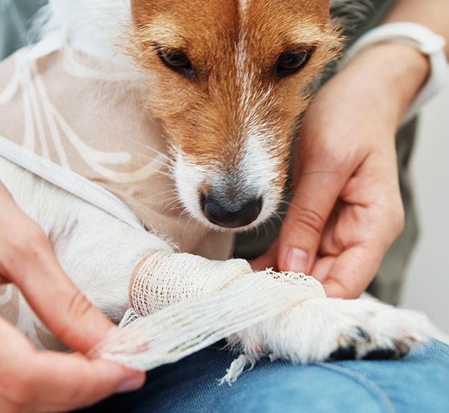 Veterinarian wraps a bandage around an injured dog's leg.
