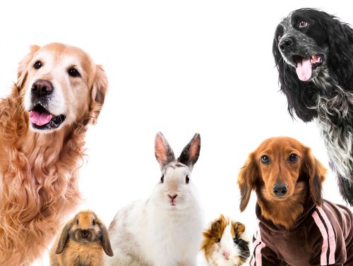 Two dogs, three guinea pigs, and a rabbit grouped together, looking at the camera.