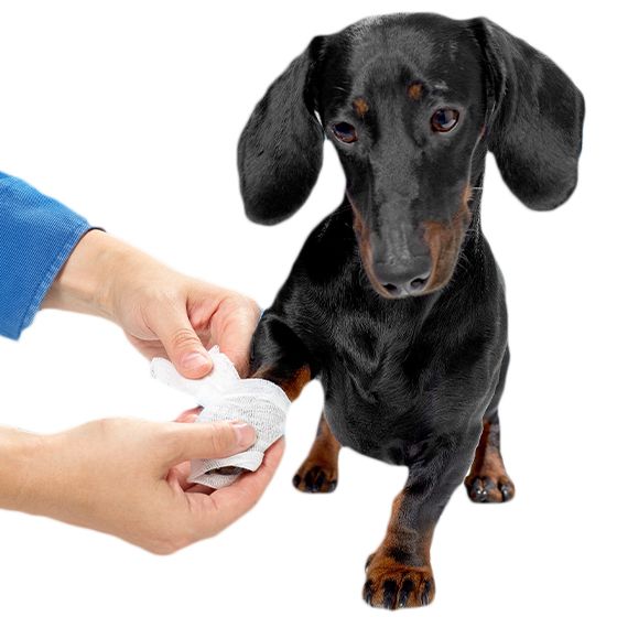 Person bandaging the paw of a black dachshund.