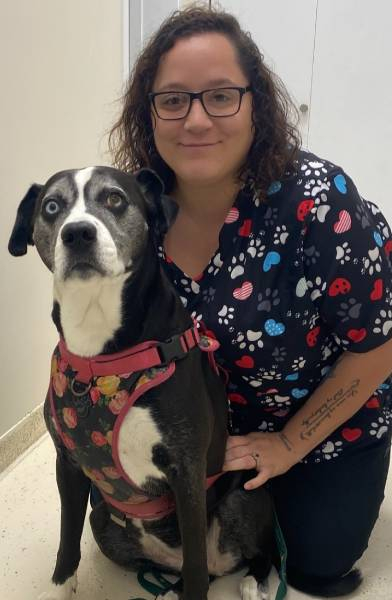 Woman in patterned shirt kneeling beside a black and white dog with a harness.