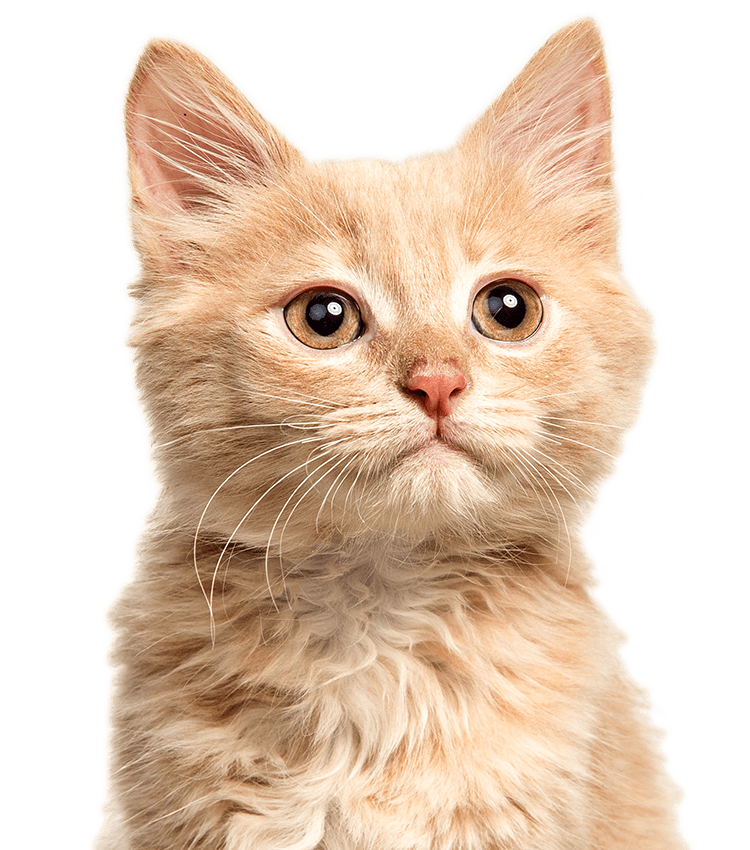 Close-up of a tan fluffy kitten looking upward.