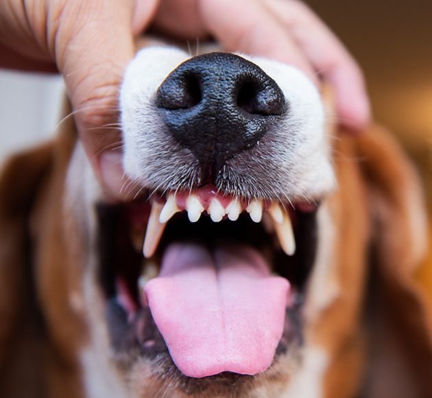 Close-up of a dog's nose and open mouth with a visible tongue and teeth.