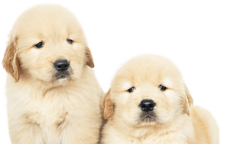 Two fluffy golden retriever puppies looking at the camera.