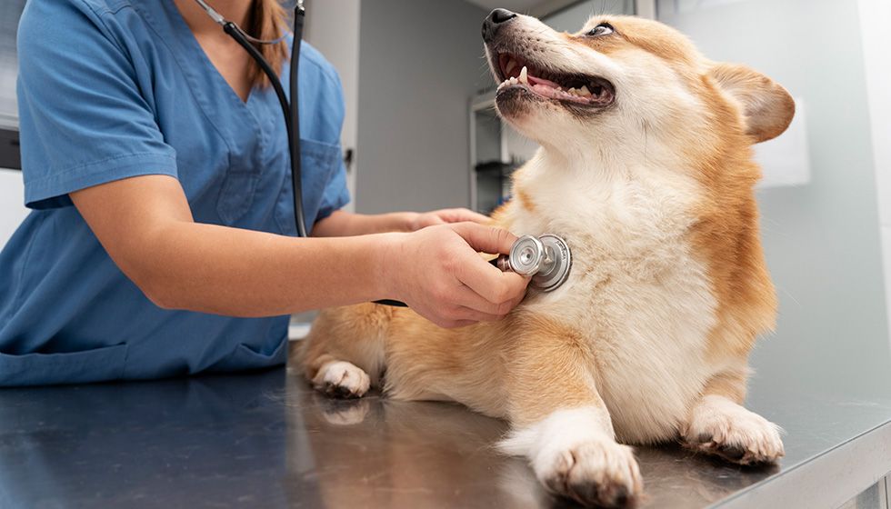 Veterinarian examining a Corgi with a stethoscope in a clinic.