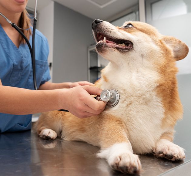 Veterinarian checking the heart of a smiling Corgi on a clinic table.