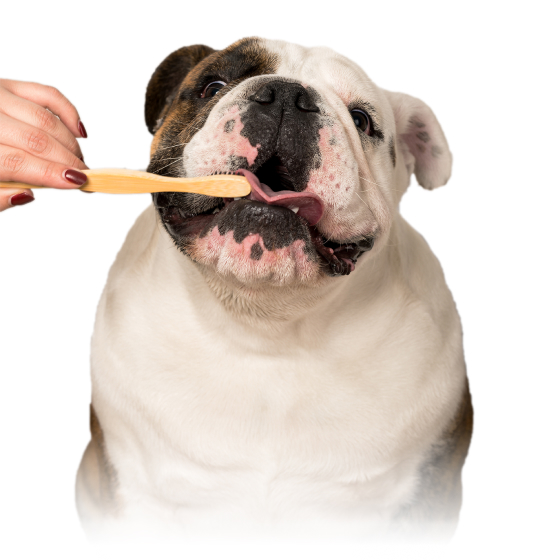 Bulldog licking a toothbrush held by a human hand.