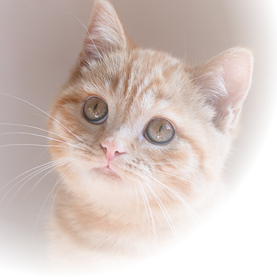 Close-up of a light orange kitten with large, bright eyes.