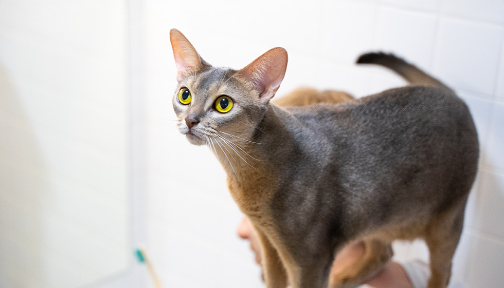A grey cat with yellow eyes looks alert in a white-tiled room.