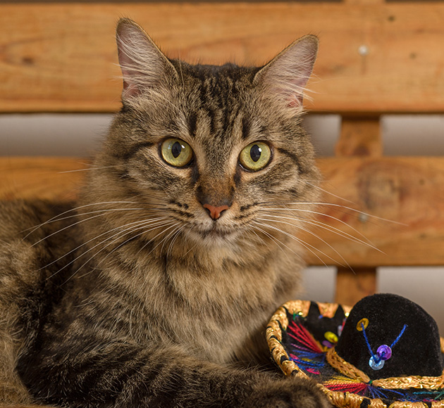 Tabby cat with striking eyes sitting beside a colorful hat.
