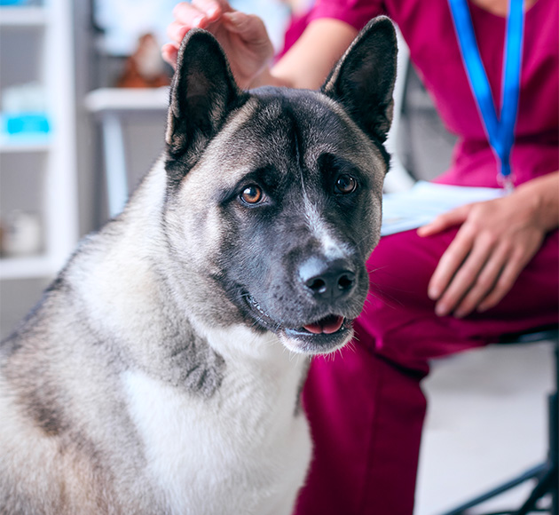 Akita dog sitting in a vet's office with a caregiver in the background.