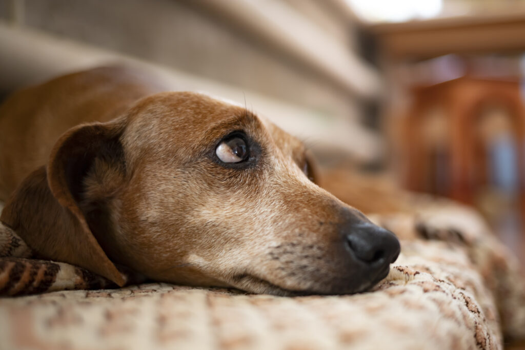 Close-up of a brown dog resting its head on a cushion, looking thoughtful.