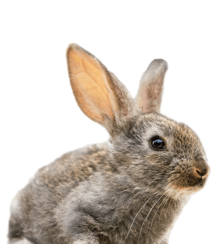 Close-up of a grey rabbit with large transparent ears.
