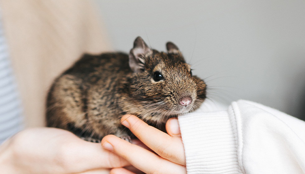 A degu being gently held in a person's hands.