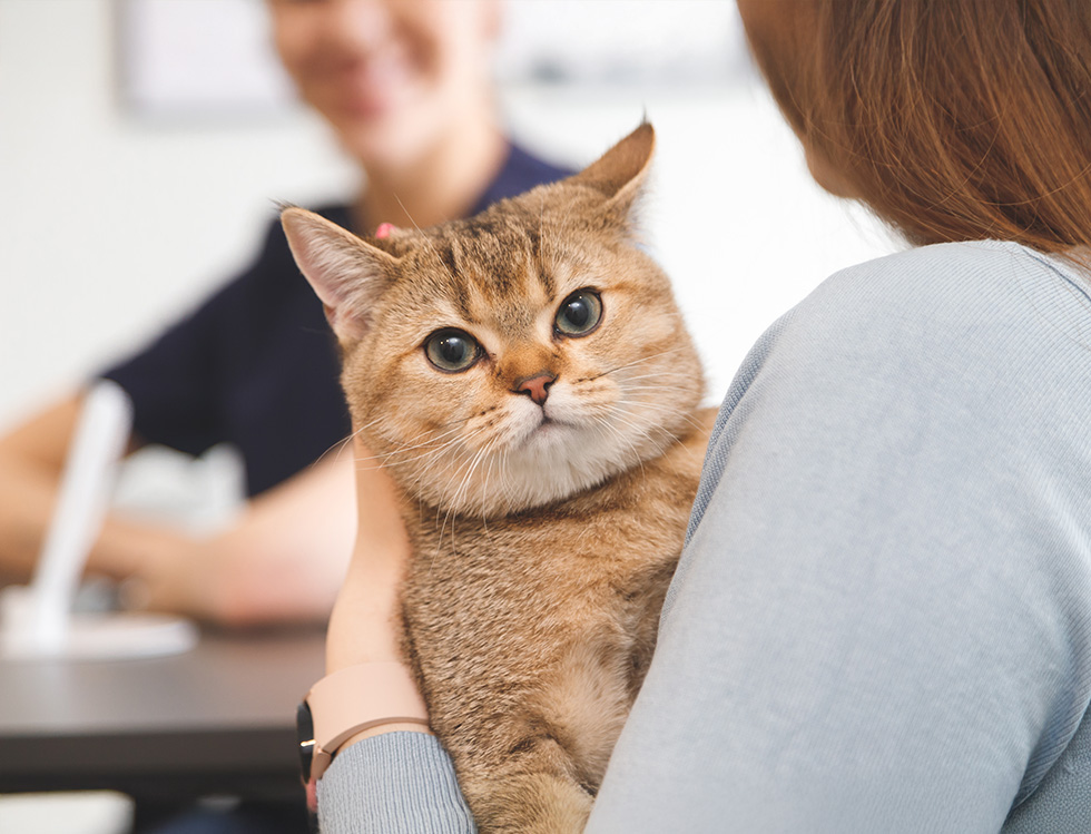 A woman holding a brown tabby cat with large eyes in a busy office setting.