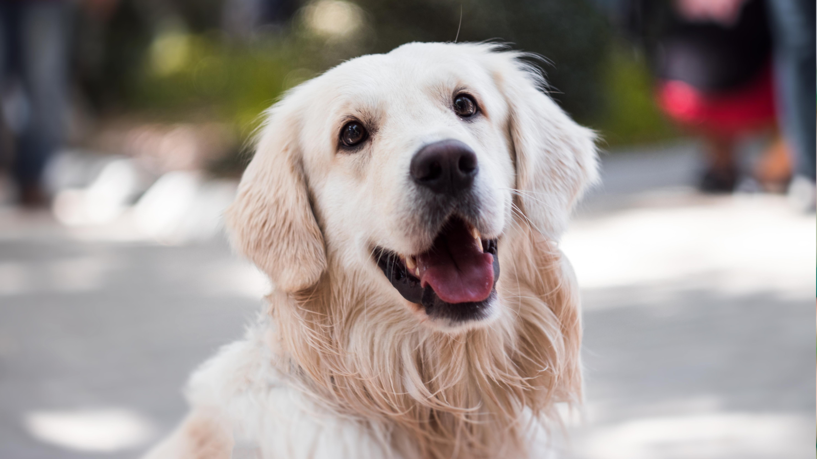 Close-up of a happy golden retriever with an open mouth and bright eyes.