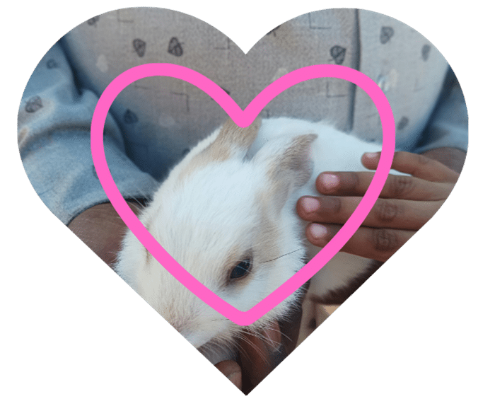 Pet owner petting a rabbit at Spirit of 76th Veterinary Clinic caring for companion animals