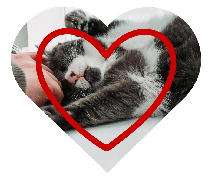 Person petting a cat, which encouraging healthy daily routines with the support of Spirit of 76th Veterinary Clinic
