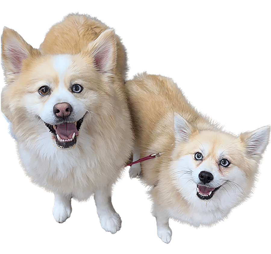 Two fluffy dogs with tan and white fur, both looking up with happy expressions.