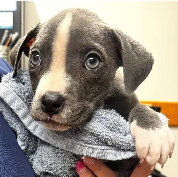 A small puppy with big eyes and a white stripe on its face is wrapped in a gray towel, looking towards the camera.