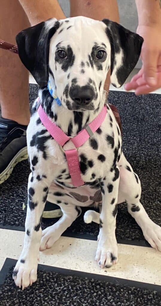 Dalmatian puppy with black spots sitting on the floor, wearing a pink harness and looking up.