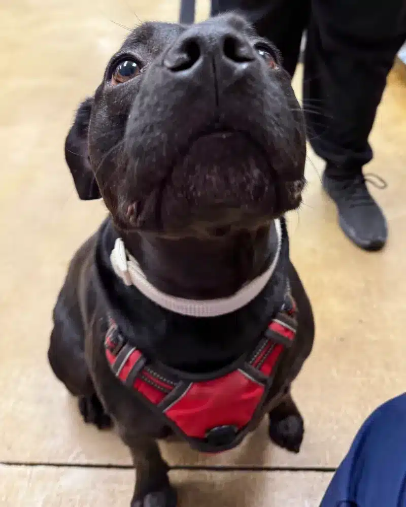 A black dog wearing a red harness, looking up with attentive eyes.