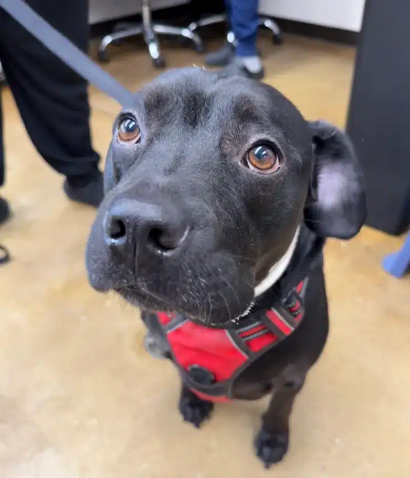 Black dog wearing a red harness, looking up with attentive eyes indoors.