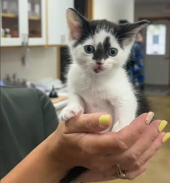 A small black and white kitten with wide eyes is being held gently in someone's hands.