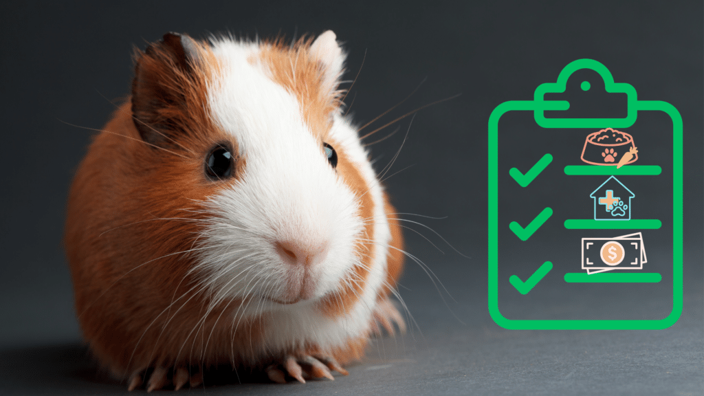 Guinea pig beside a pet care checklist for new owners from Spirit of 76th Veterinary Clinic