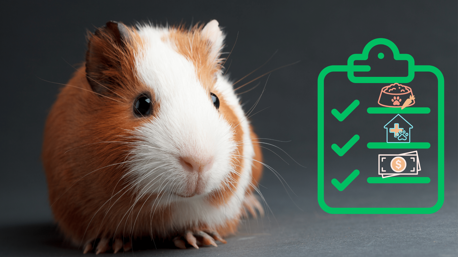 Guinea pig beside a pet care checklist for new owners from Spirit of 76th Veterinary Clinic