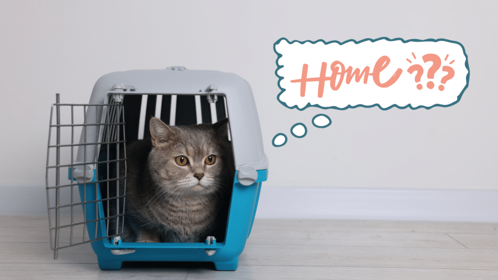 New cat in a carrier in their new home in West Allis, WI
