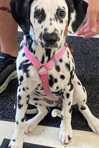 Dalmatian puppy with black spots sitting on the floor, wearing a pink harness and looking up.